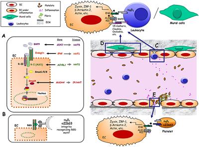 Endoglin as an Adhesion Molecule in Mature and Progenitor Endothelial Cells: A Function Beyond TGF-β